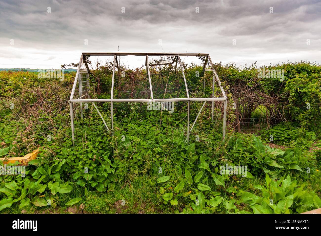Serra abbandonata piena di erbacce, Shropshire Inghilterra Foto Stock