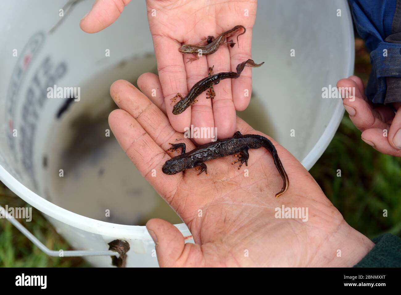 Maschio Palmate newt (Lissotriton helveticus), liscio newt (Lissotriton vulgaris) e grande crested newt (Triturus cristatus) tenuto in mano per la taglia c Foto Stock