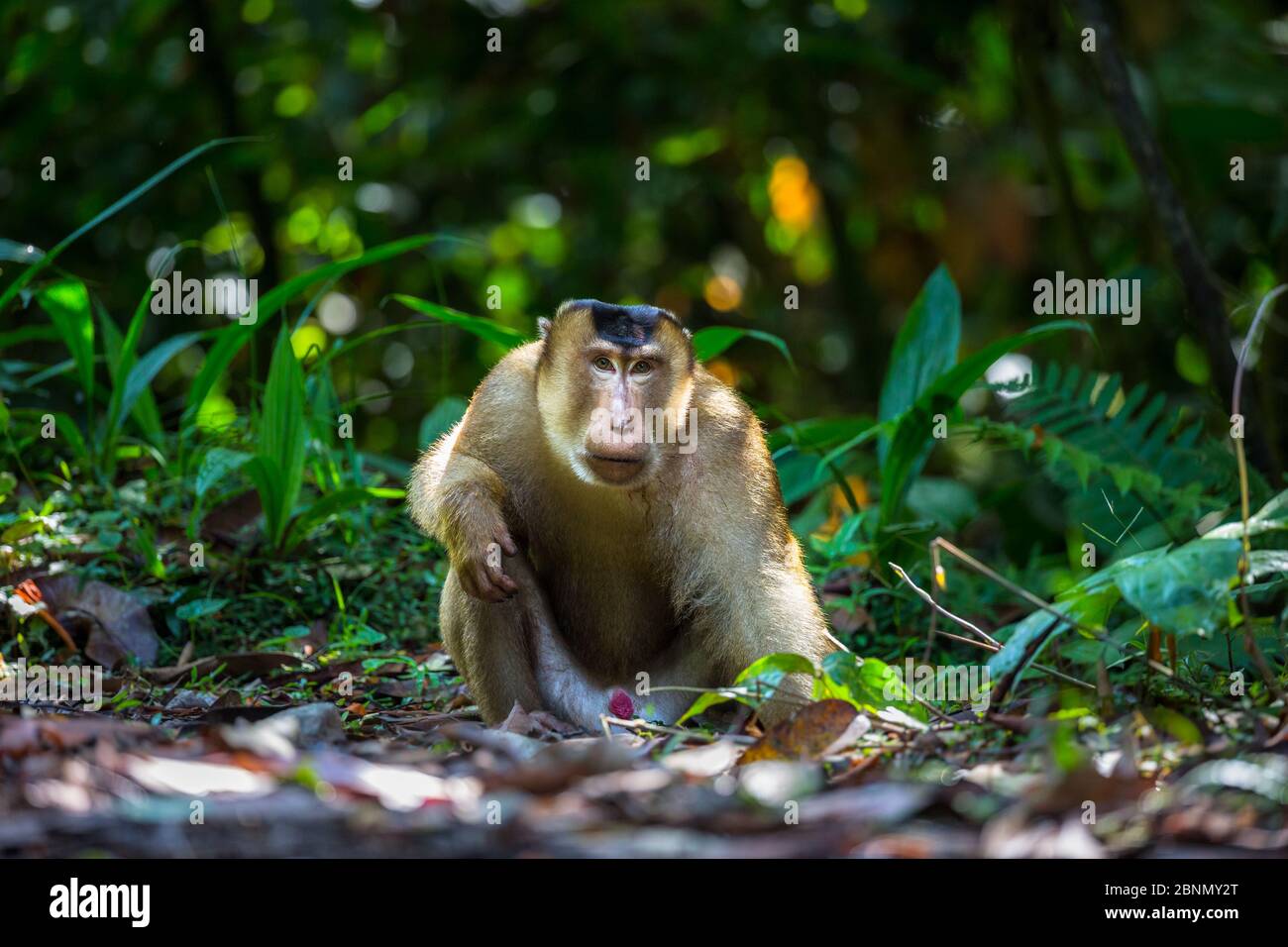 Macaque di coda di maiale (Macaca nemestrina) maschio sul pavimento della foresta pluviale, zona di conservazione della valle di Danum, Sabah, Borneo, Malesia Foto Stock
