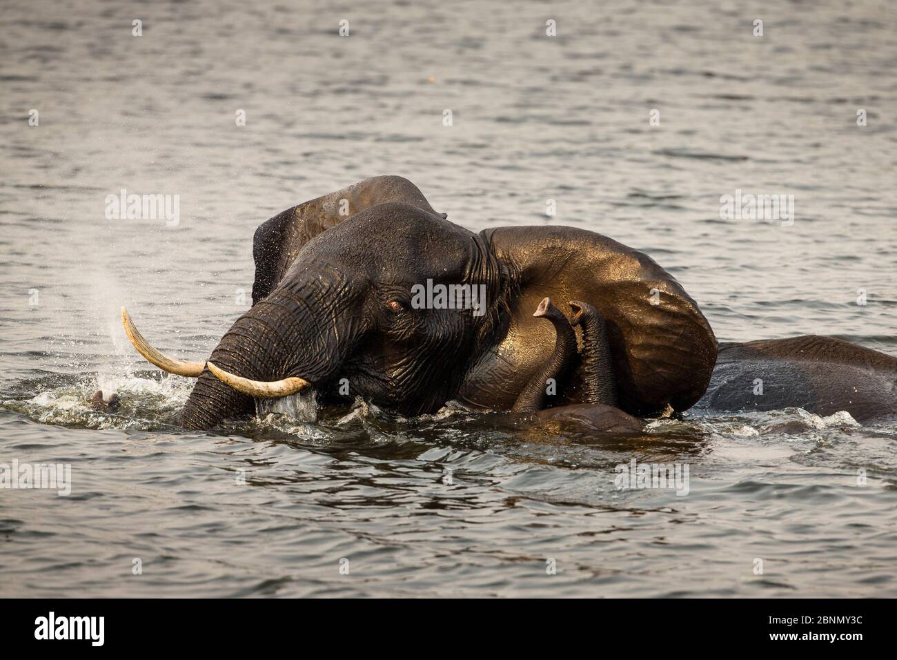 Elefanti africani (Loxodonta africana) che bagnano il fiume Chobe, il Parco Nazionale di Chobe, confine tra il Botswana e la Namibia. Foto Stock