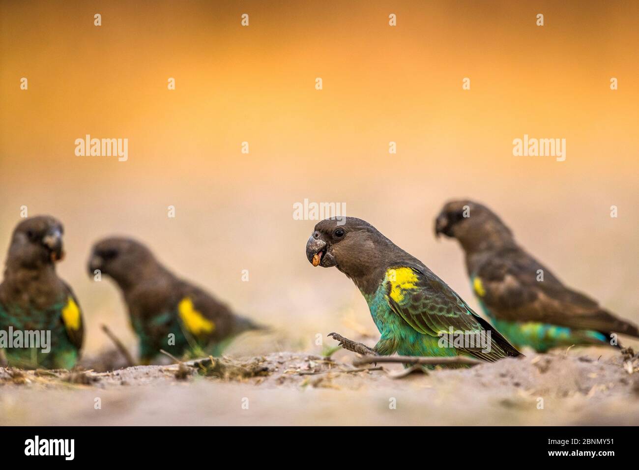 Pappagallo di Meyer (Poicephalus meyeri) mangiare semi a terra, Okavango Delta, Botswana, settembre Foto Stock