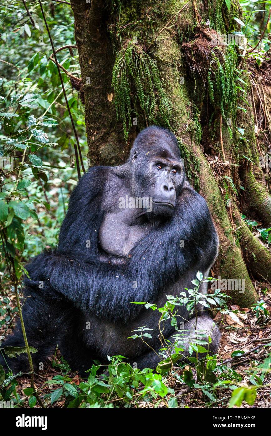 Gorilla della pianura orientale (Gorilla beringei graueri) argentata di nome Chimanuka, Parco Nazionale di Kahuzi-Biega, Provincia del Sud Kivu, Repubblica Democratica del Foto Stock
