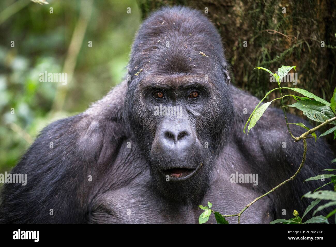Gorilla della pianura orientale (Gorilla beringei graueri) argentata di nome Chimanuka, Parco Nazionale di Kahuzi-Biega, Provincia del Sud Kivu, Repubblica Democratica del Foto Stock