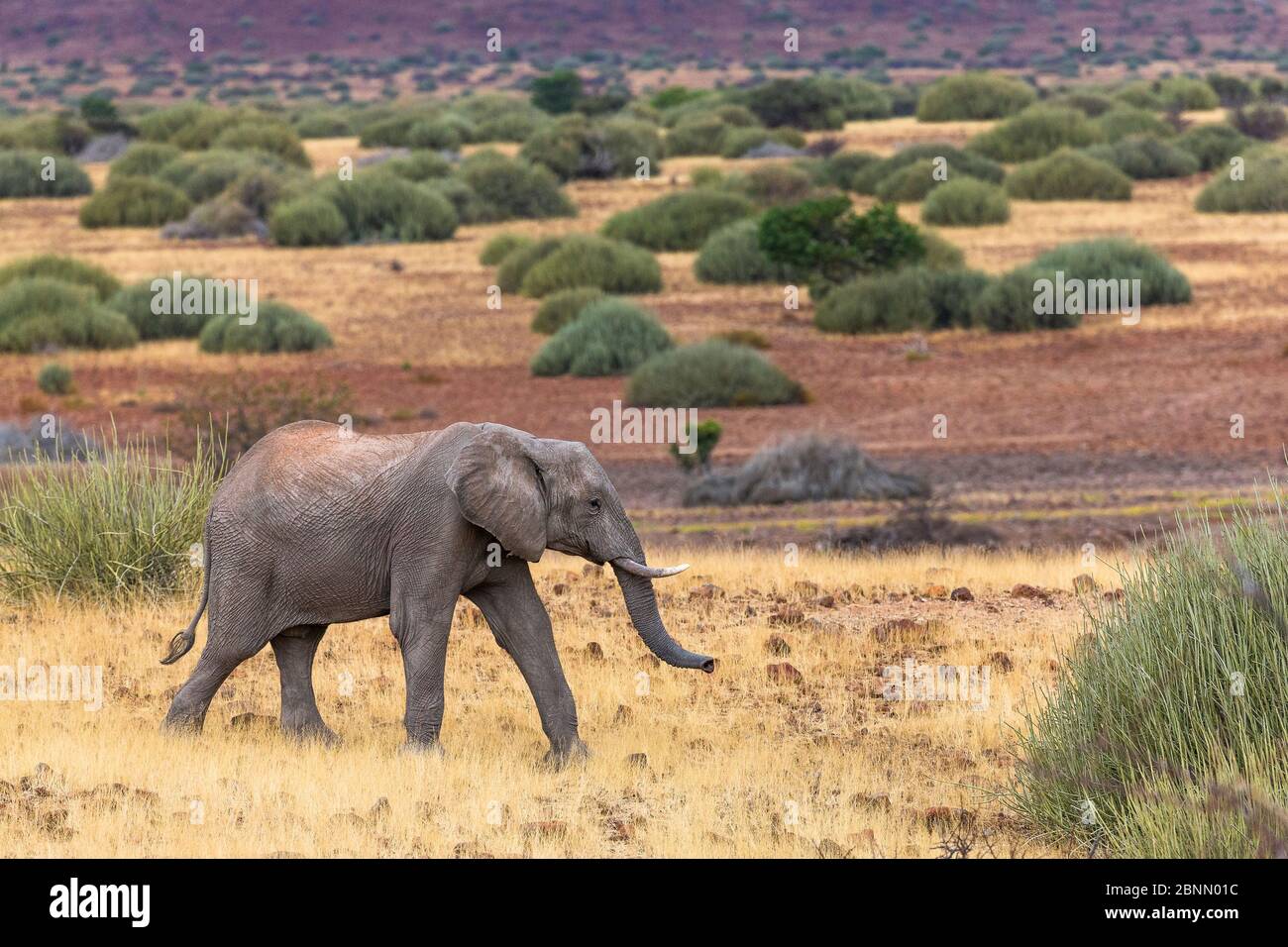 Elefante africano (Loxodonta africana) Damaraland, Namibia Foto Stock