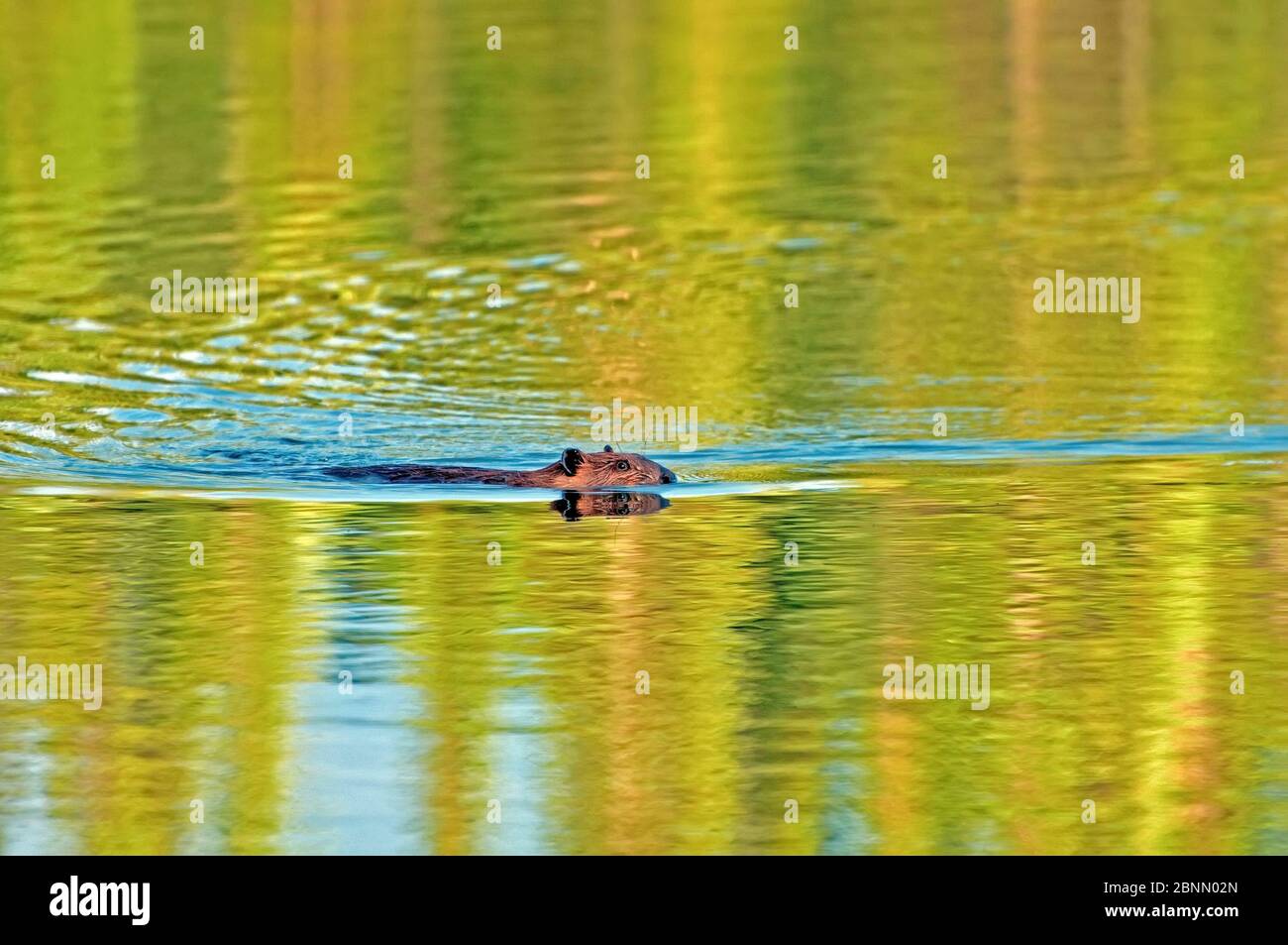 beaver nuotare nel suo lago. Foto Stock