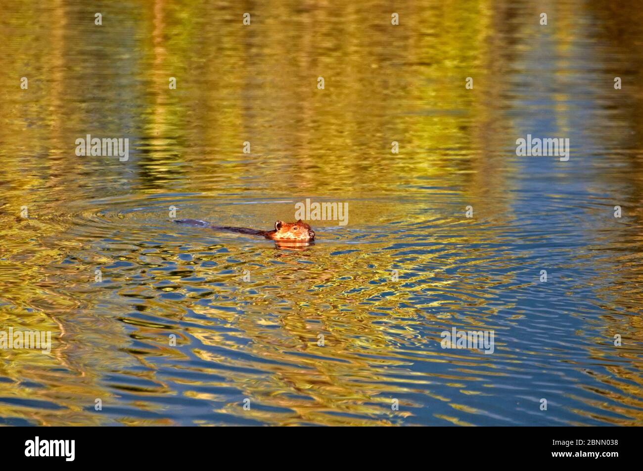 beaver nuotare nel suo lago. Foto Stock