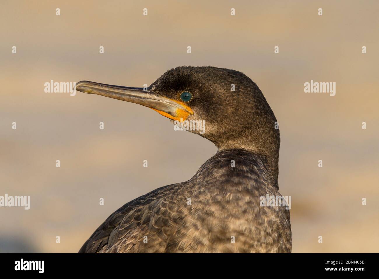 Capo cormorano (Phalacrocorax capensis) a riposo, Skeleton Coast, Namibia. Ottobre Foto Stock