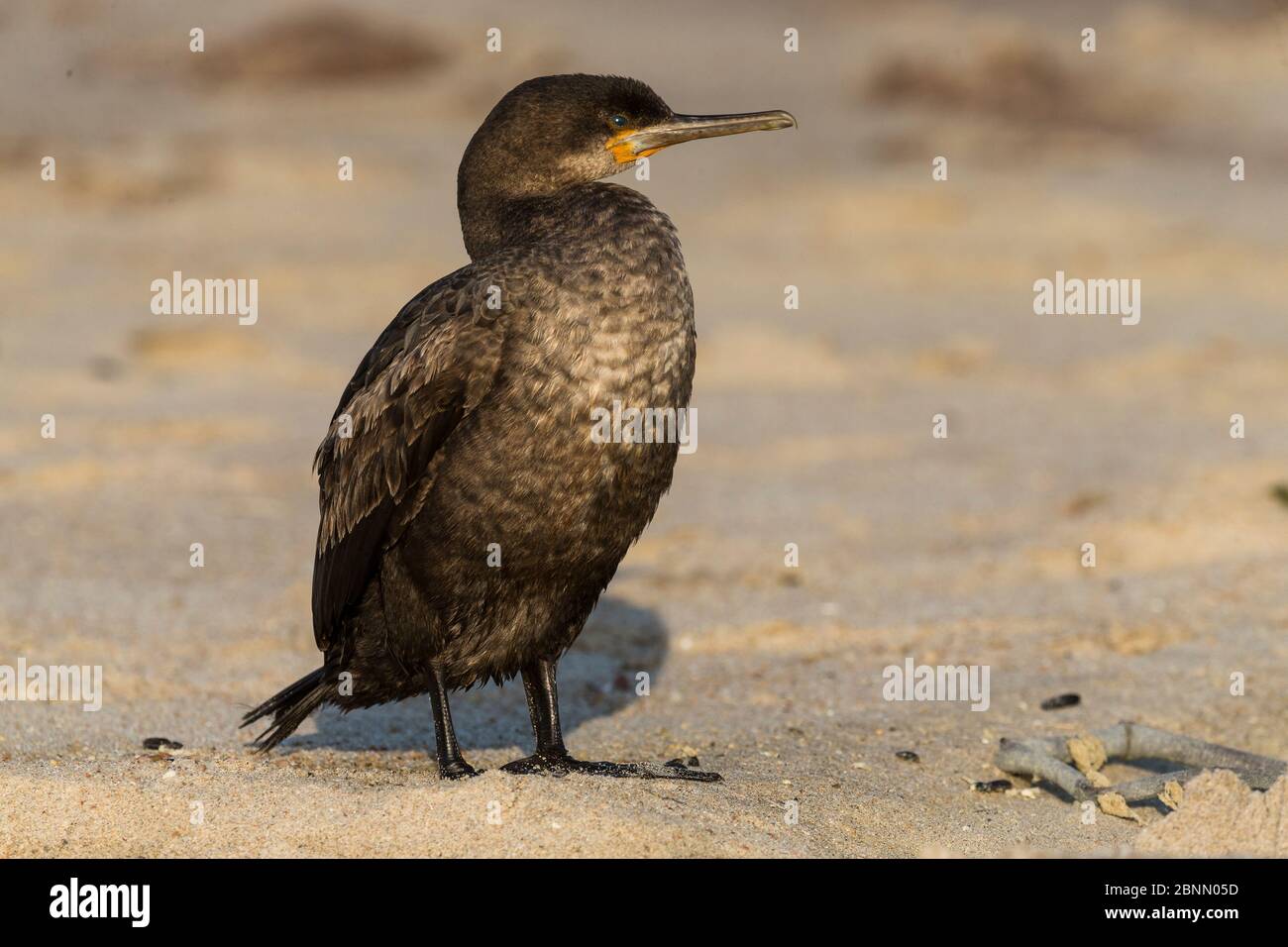 Capo cormorano (Phalacrocorax capensis) a riposo, Skeleton Coast, Namibia. Ottobre Foto Stock