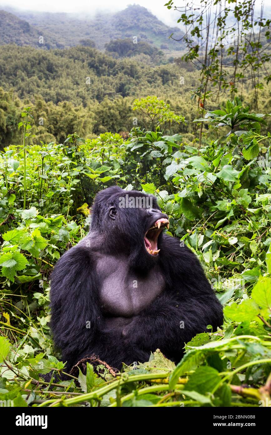 Gorilla di montagna (Gorilla gorilla beringei) argentata Gihishamwotsi in mostra, gruppo Sabyinyo. Parco Nazionale dei Vulcani, Montagne Virunga, Ruanda Foto Stock