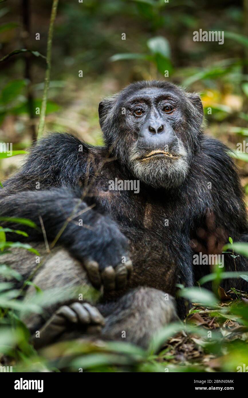 Scimpanzé (Pan troglodytes schweinfurtheii) 'Mobutu' un vecchio maschio, leader del gruppo, a riposo, Kibale Forest NP, Uganda Foto Stock
