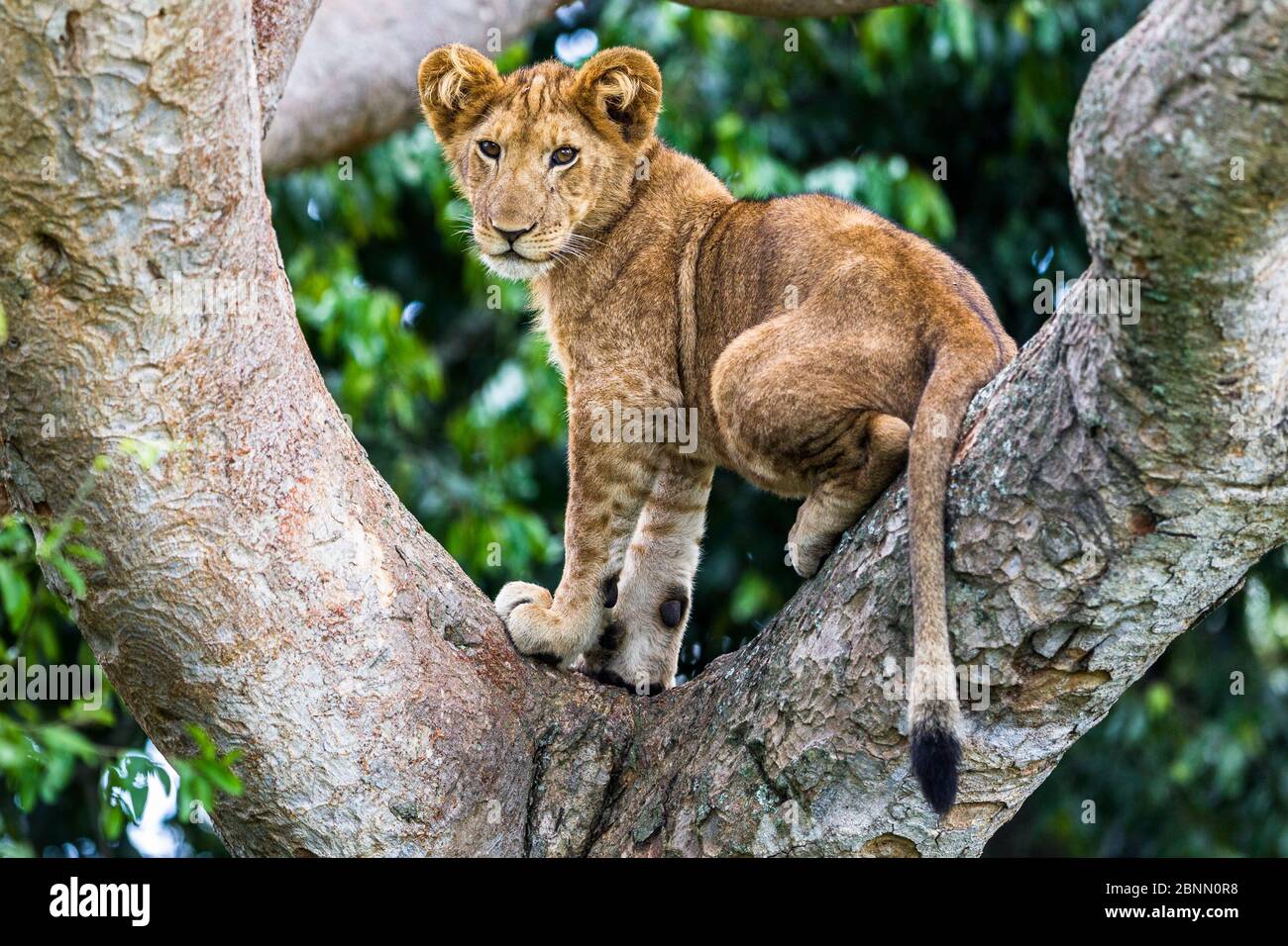 Leone (Panthera leo) cucire un albero - solo tre popolazioni di leoni sono conosciute per fare questo abitualmente, settore di Ishasha, Regina Elisabetta NP, Uganda Foto Stock