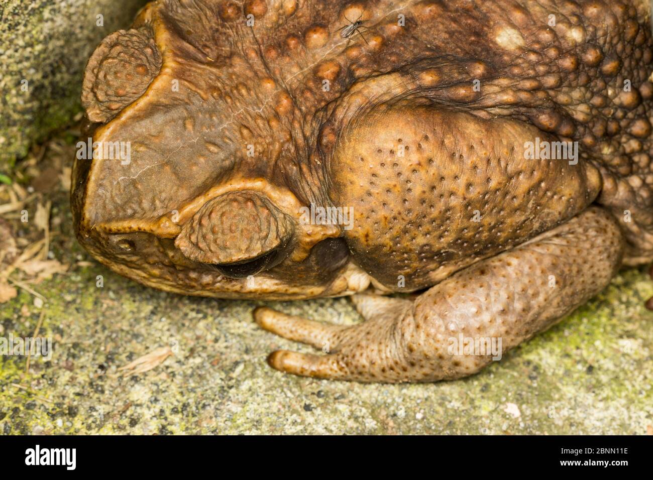 Rospo di canna (Rhinella marina) che mostra la ghiandola parotoide (veleno) massiccia dietro il suo occhio. Costa Rica. (In precedenza Bufo marinus) Foto Stock