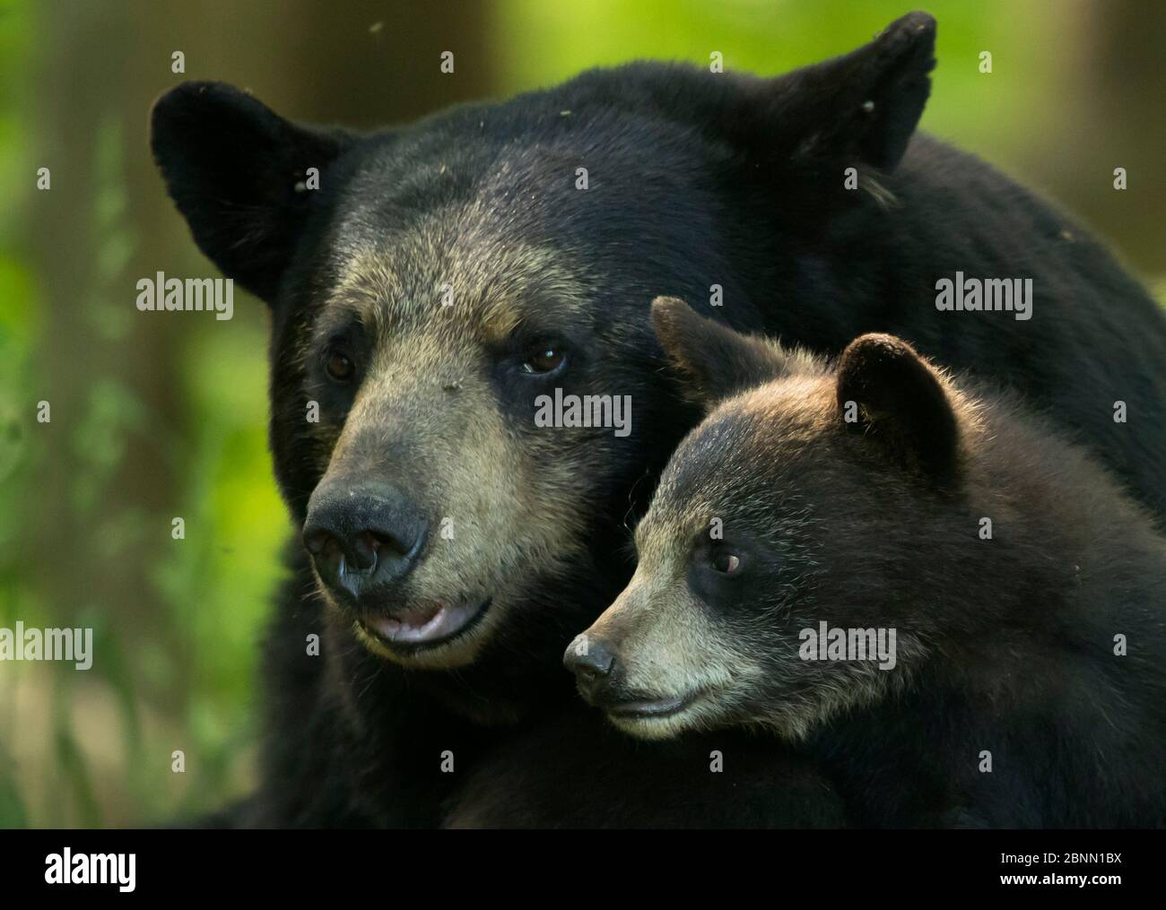 Orso nero (Ursus americanus) femmina e cucciolo, Minnesota, USA, giugno Foto Stock