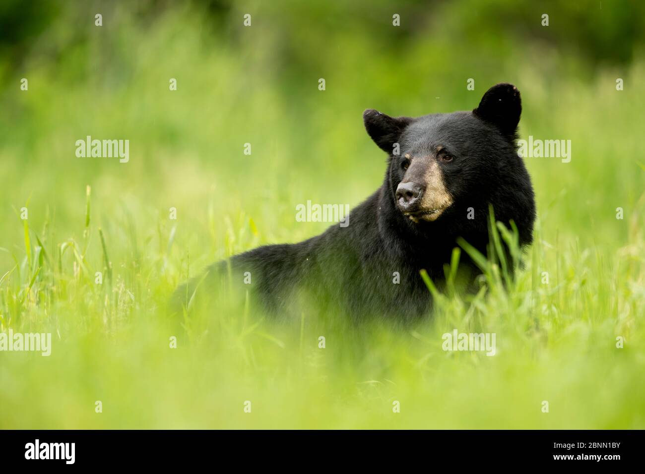 Orso nero (Ursus americanus) maschio che riposa in prato erba, Minnesota, USA, giugno Foto Stock