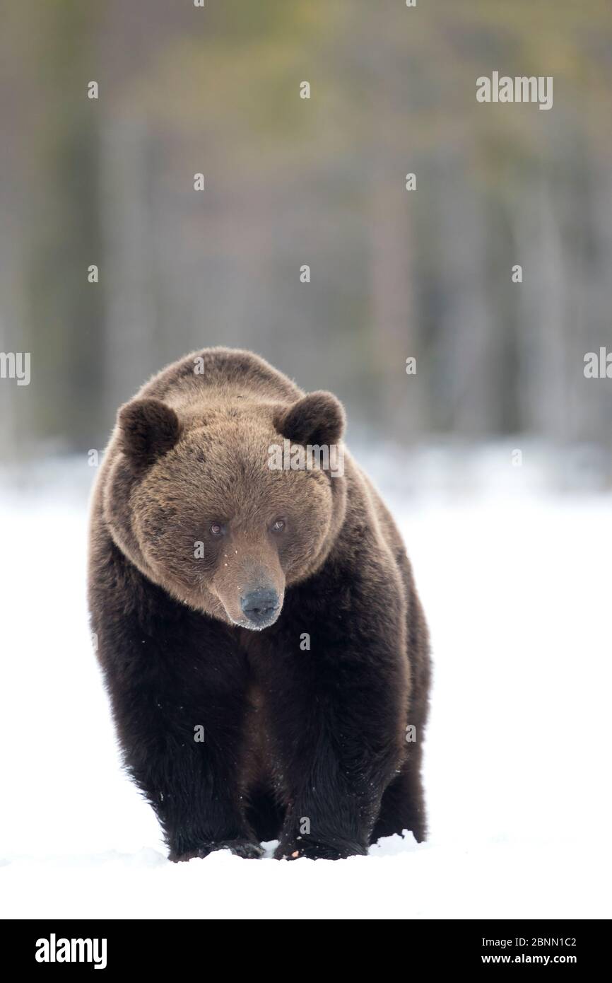 Unione l'orso bruno (Ursus arctos) nella neve, Finlandia, Aprile Foto Stock