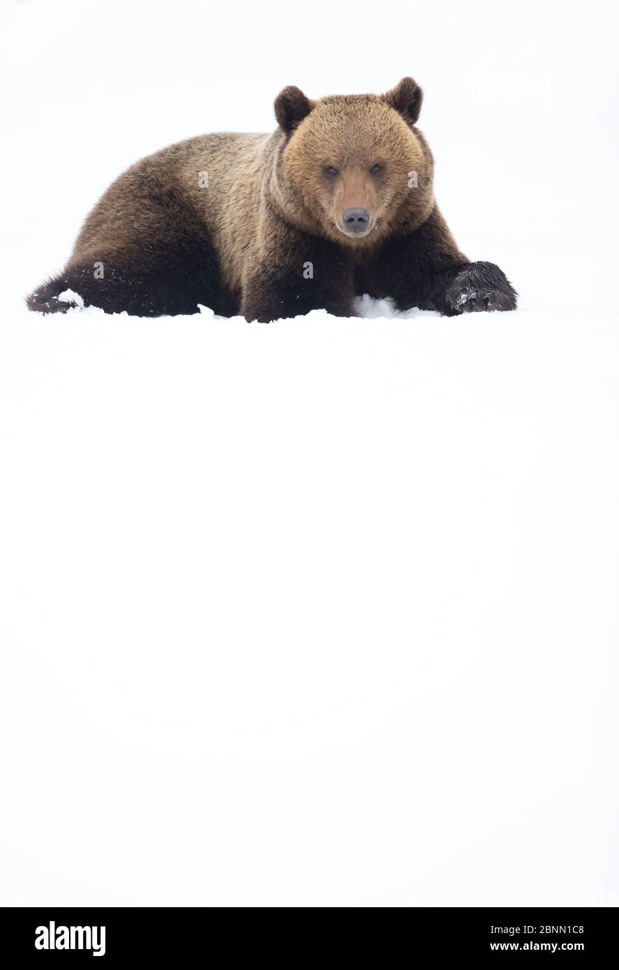 Orso bruno europeo (Ursus arctos) riposante nella neve, Finlandia, aprile Foto Stock