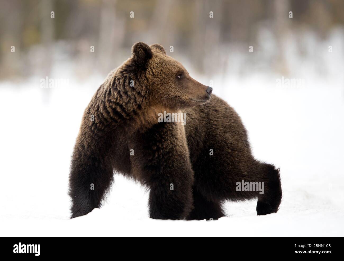 Orso bruno europeo (Ursus arctos) che cammina nella neve, Finlandia, aprile Foto Stock