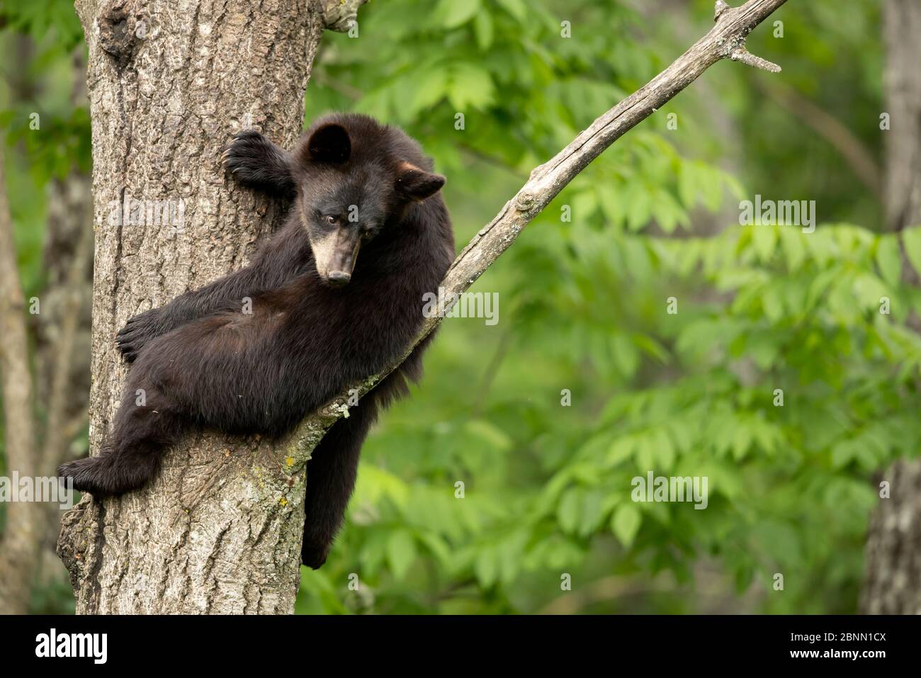 Black Bear (Ursus americanus) cub in appoggio in una struttura ad albero, Minnesota, USA, Giugno Foto Stock
