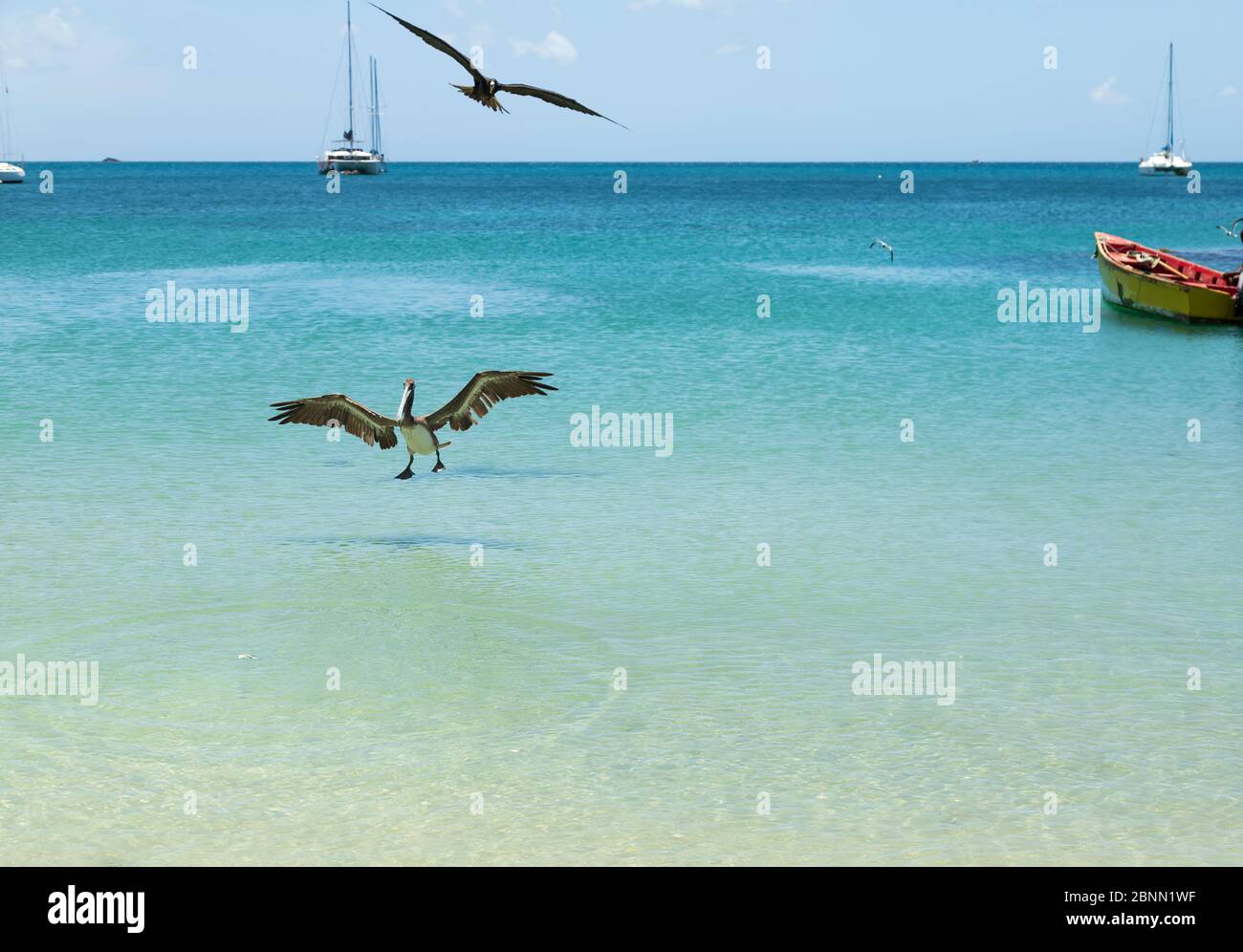 Un pellicano salta casualmente in avanti, fuori dall'acqua per ottenere un pesce mentre un uccello fregato sta saltando in alto per catturare il pasto Foto Stock