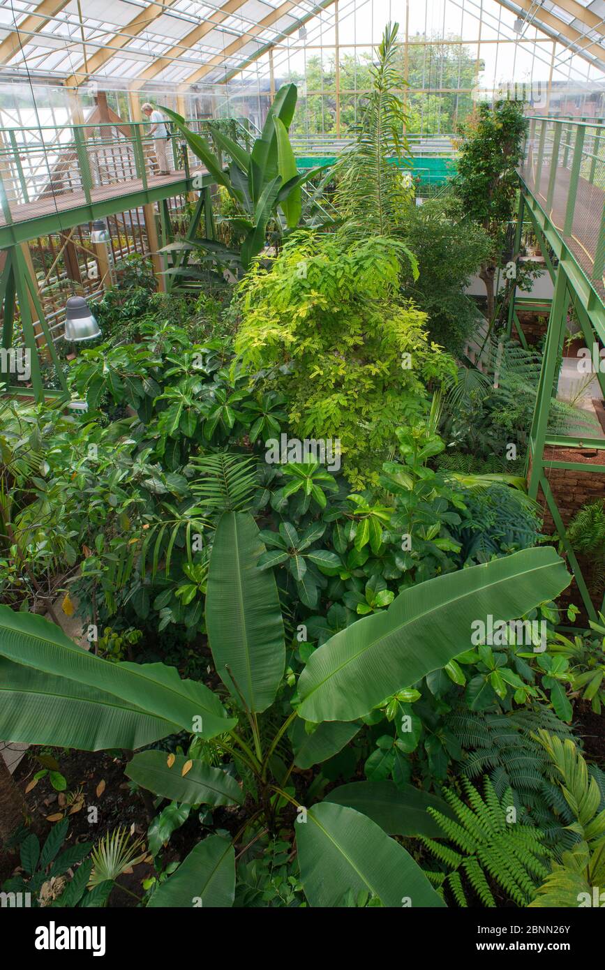Interno di serra e piante tropicali con foglie di diverse dimensioni e forma, Giardino Botanico Leida, Paesi Bassi, agosto. Foto Stock