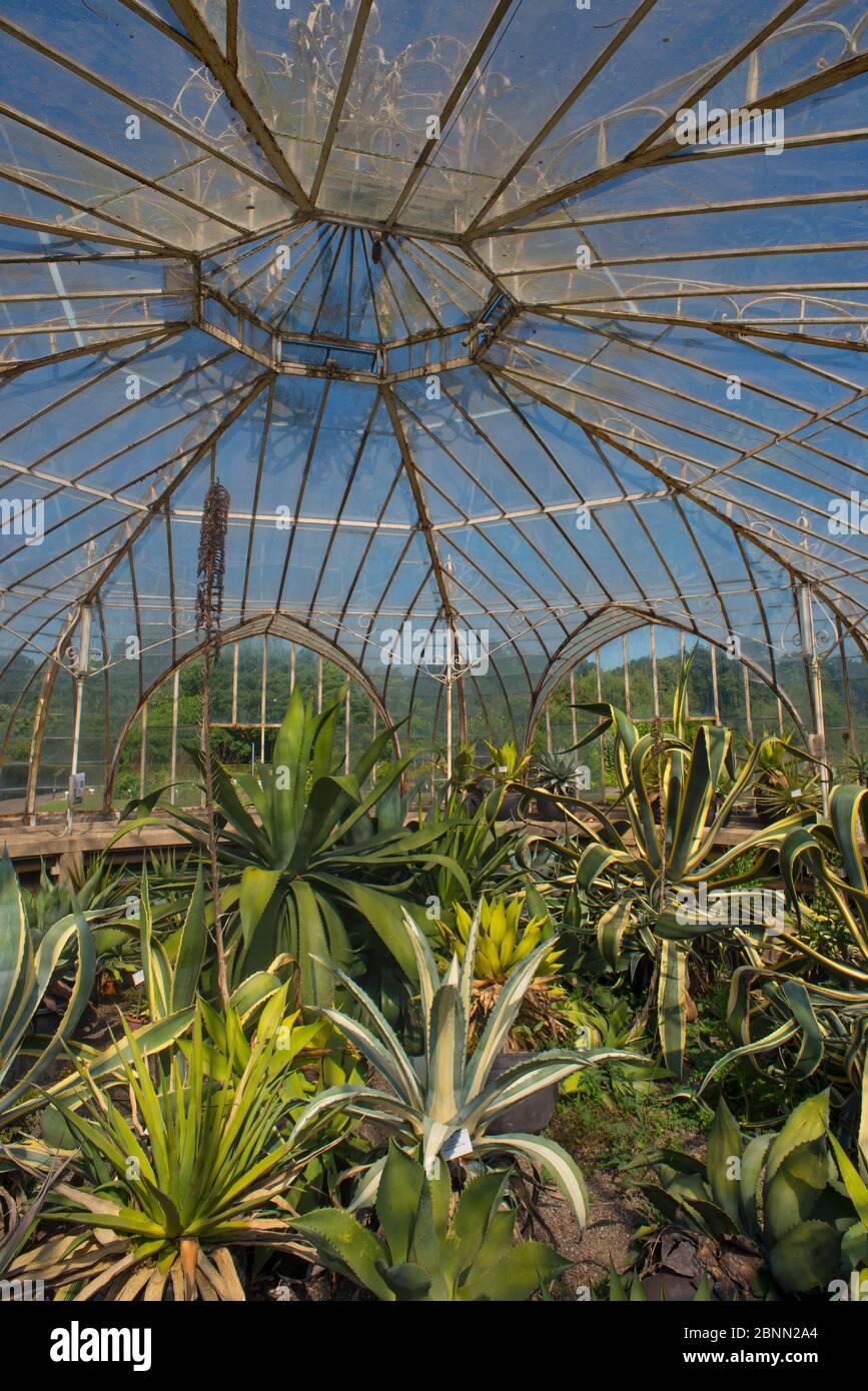 Interno della serra di Balatkas, giardino botanico Meise, Belgio, Augus 2013. Foto Stock