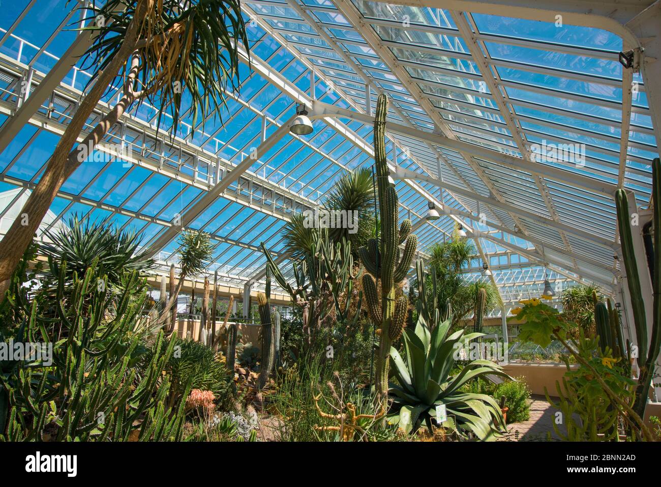 Interno della serra al Giardino Botanico Meise, Belgio, agosto 2013. Foto Stock