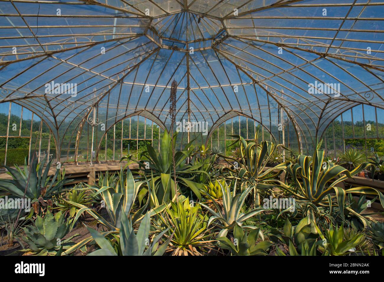 Interno della serra di Balatkas, giardino botanico Meise, Belgio, Augus 2013. Foto Stock