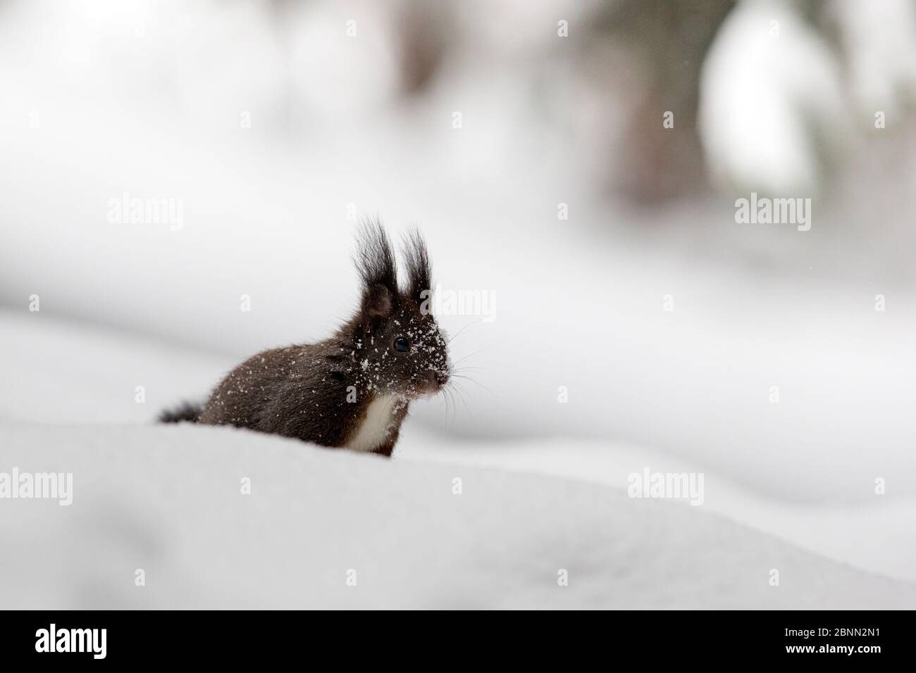 Scoiattolo rosso (Sciurus vulgaris) morfo melanistico nella neve profonda, Crans Montana, le Alpi, Vallis, Svizzera. Febbraio Foto Stock