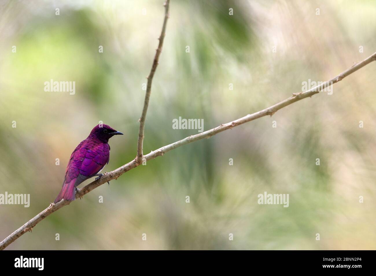 Stella con schienale viola (Cinnyricinclusis leucogaster) maschio arroccato, Gambia, Africa, maggio. Foto Stock