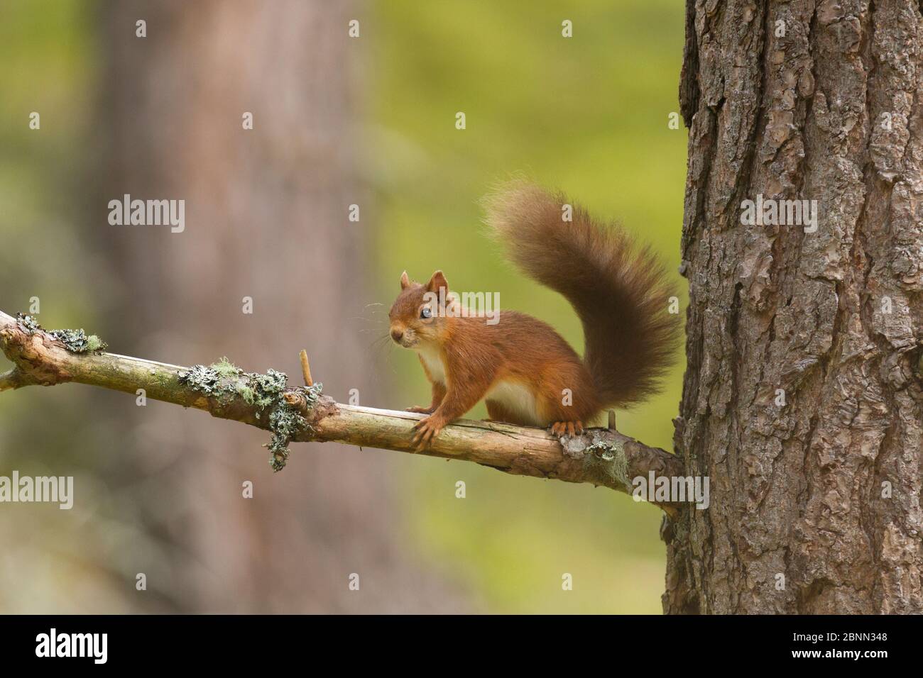 Scoiattolo rosso (Sciurus vulgaris) sul ramo di pino nella foresta , Scozia, Regno Unito. Settembre. Foto Stock