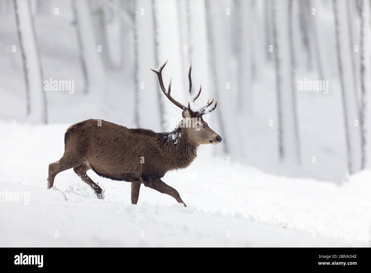 Red Deer cervo (Cervus elaphus) nella coperta di neve pineta, Cairngorms National Park, Scotland, Regno Unito. Dicembre. Foto Stock