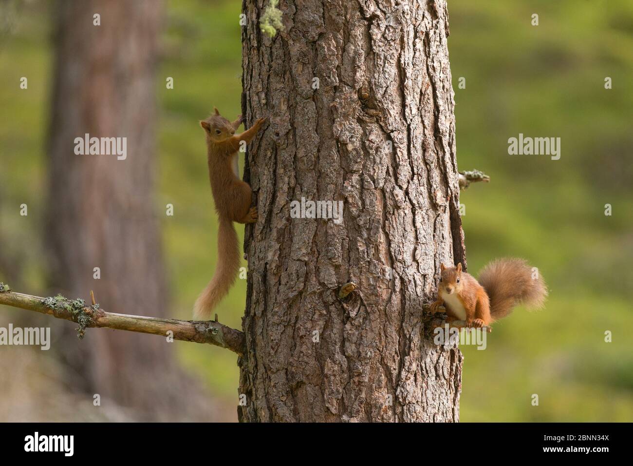Scoiattolo rosso (Sciurus vulgaris) due animali su tronco di pino , Scozia, Regno Unito. Settembre. Foto Stock