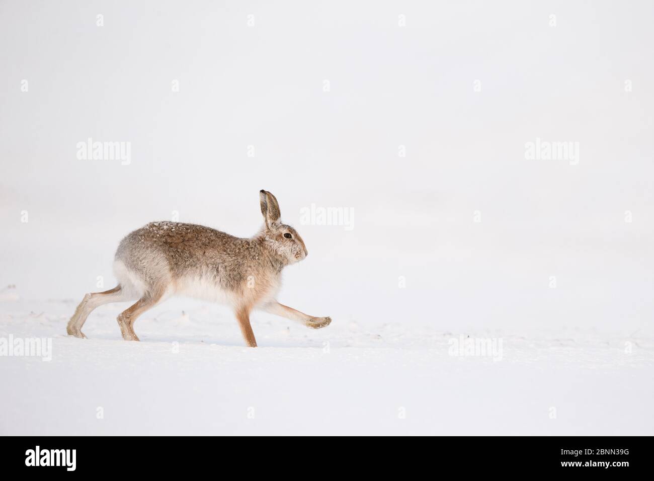 Mountain Hare (Lepus timidus) ibrido con bruno lepre (Lepus europaeus) che corre attraverso la neve, Scozia, Regno Unito, febbraio. Foto Stock