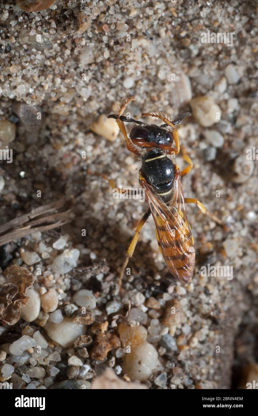 Lupo da cuccia (Philanthus triangulum) antenne femminili di cura. Le antenne di queste specie hanno batteri simbiotici che vivono nella ghiandola delle antenne. Foto Stock