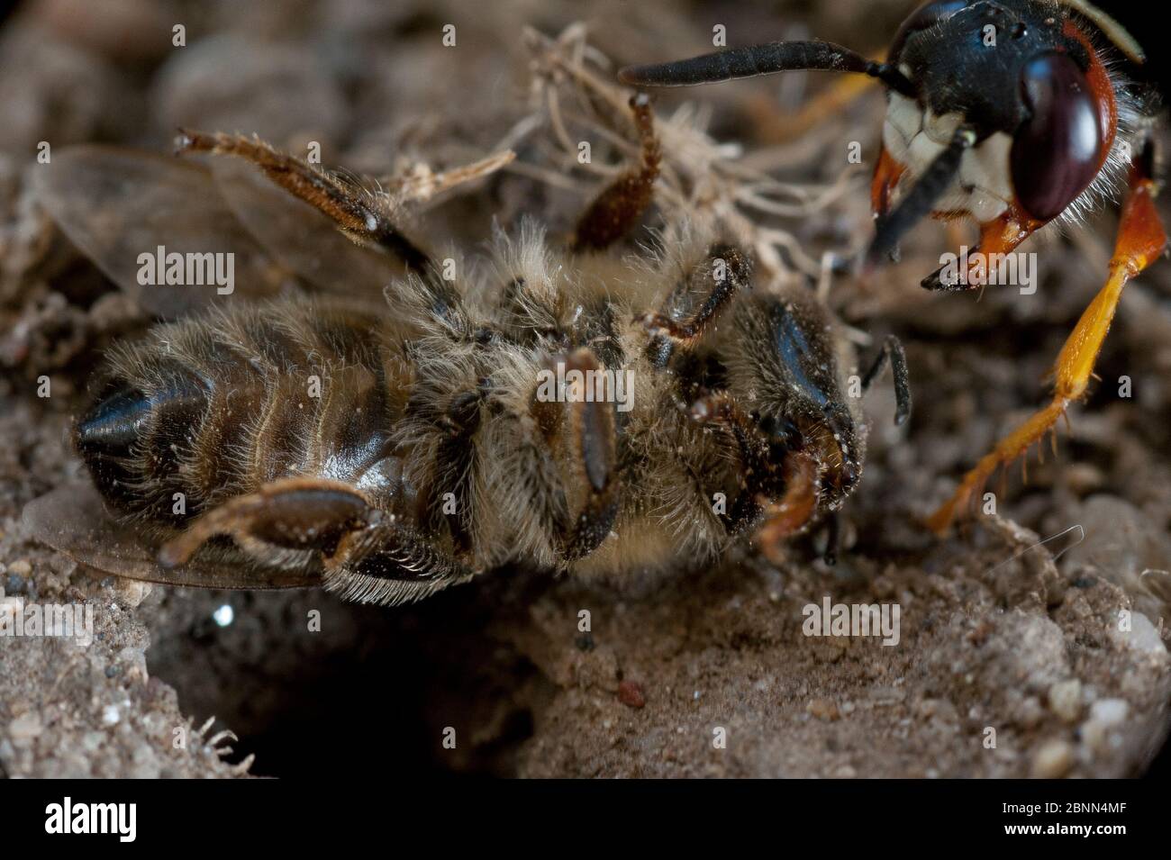 Il lupo europeo (triangolo di Philanthus) che trascina la preda delle api al buco del nido, Budapest, Ungheria Foto Stock