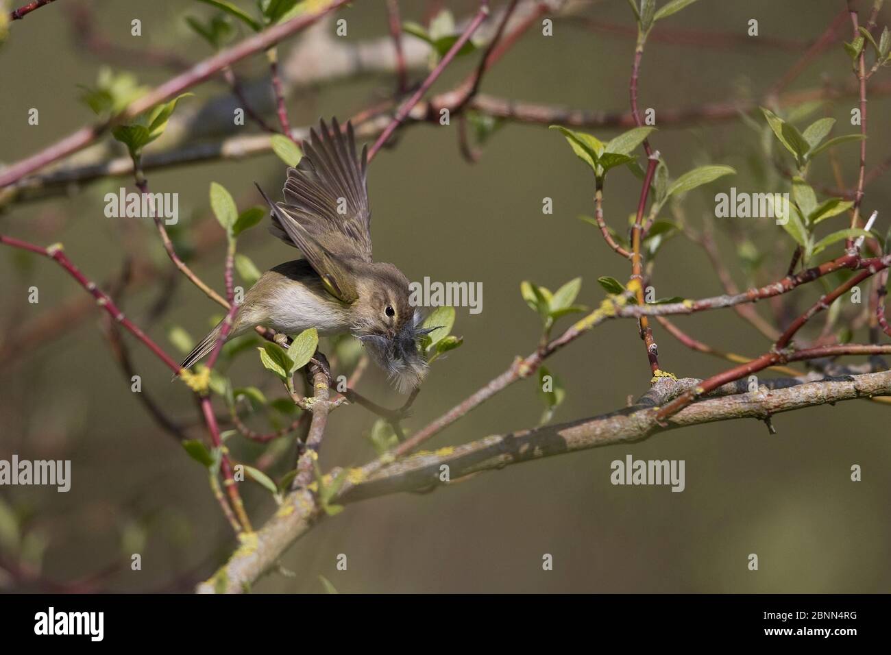 chiffchaff comune (Phylloscopus collybita) Norfolk UK aprile Foto Stock