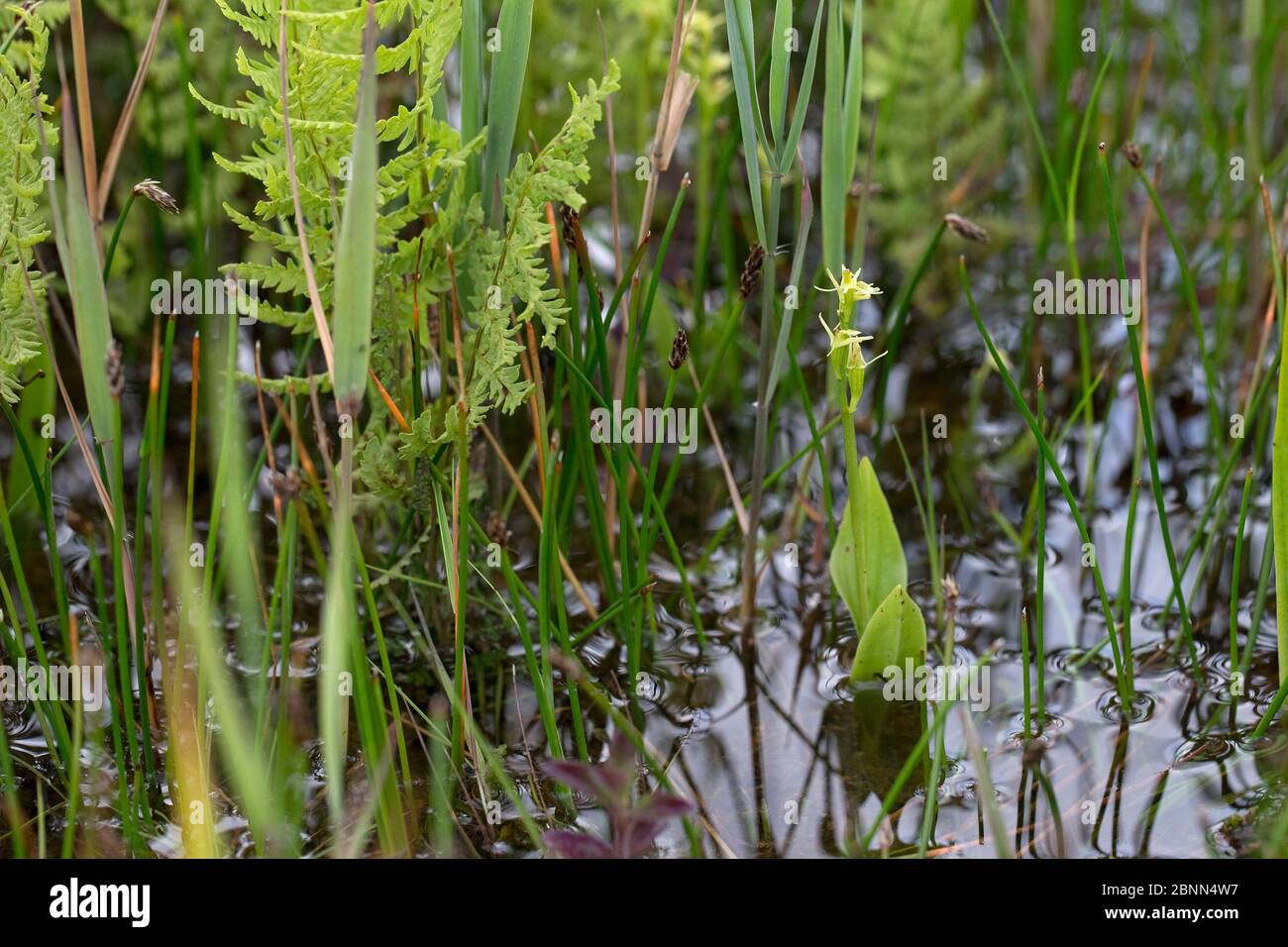 Fen orchidea (Liparis loeselii) Norfolk, UK giugno Foto Stock