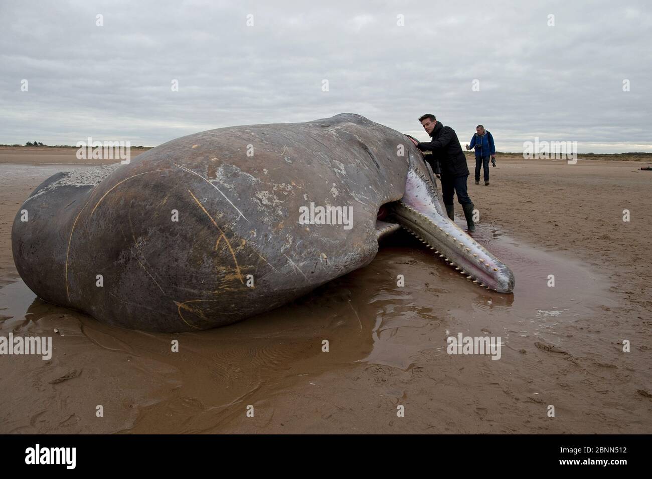 Spermatozoi morti (Physeter macrocephalus) sulla spiaggia, Norfolk UK febbraio Foto Stock