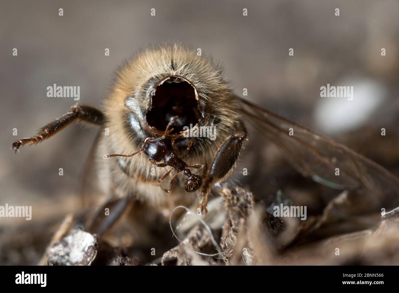 Carcassa di api (Apis melifera) scartata da Beewolf (Philanthus triangulum) Budapest, Ungheria, luglio. Foto Stock