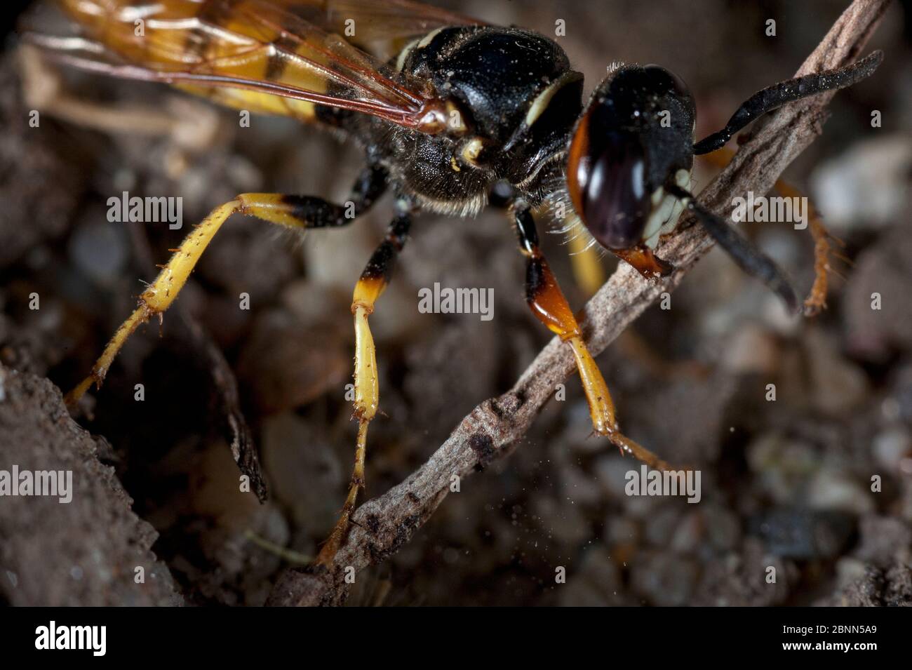 Lupo da api europeo (triangolo di Philanthus) Budapest, Ungheria, giugno Foto Stock