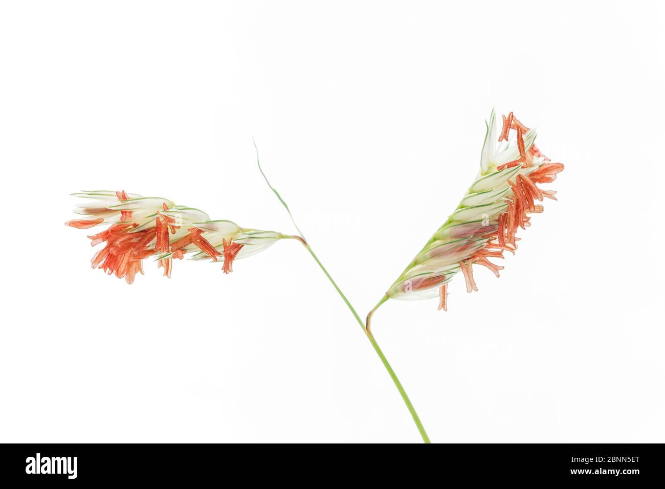 Buffalograss (Buchloe dactyloides) fiore maschile, South Dakota, USA. Giugno. Foto Stock