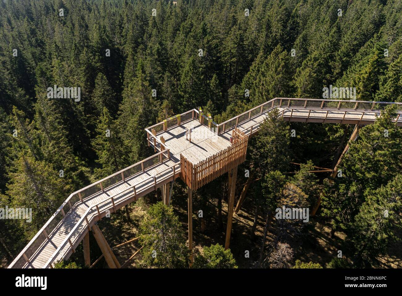 Treetop Walkway tra foreste infinite Foto Stock