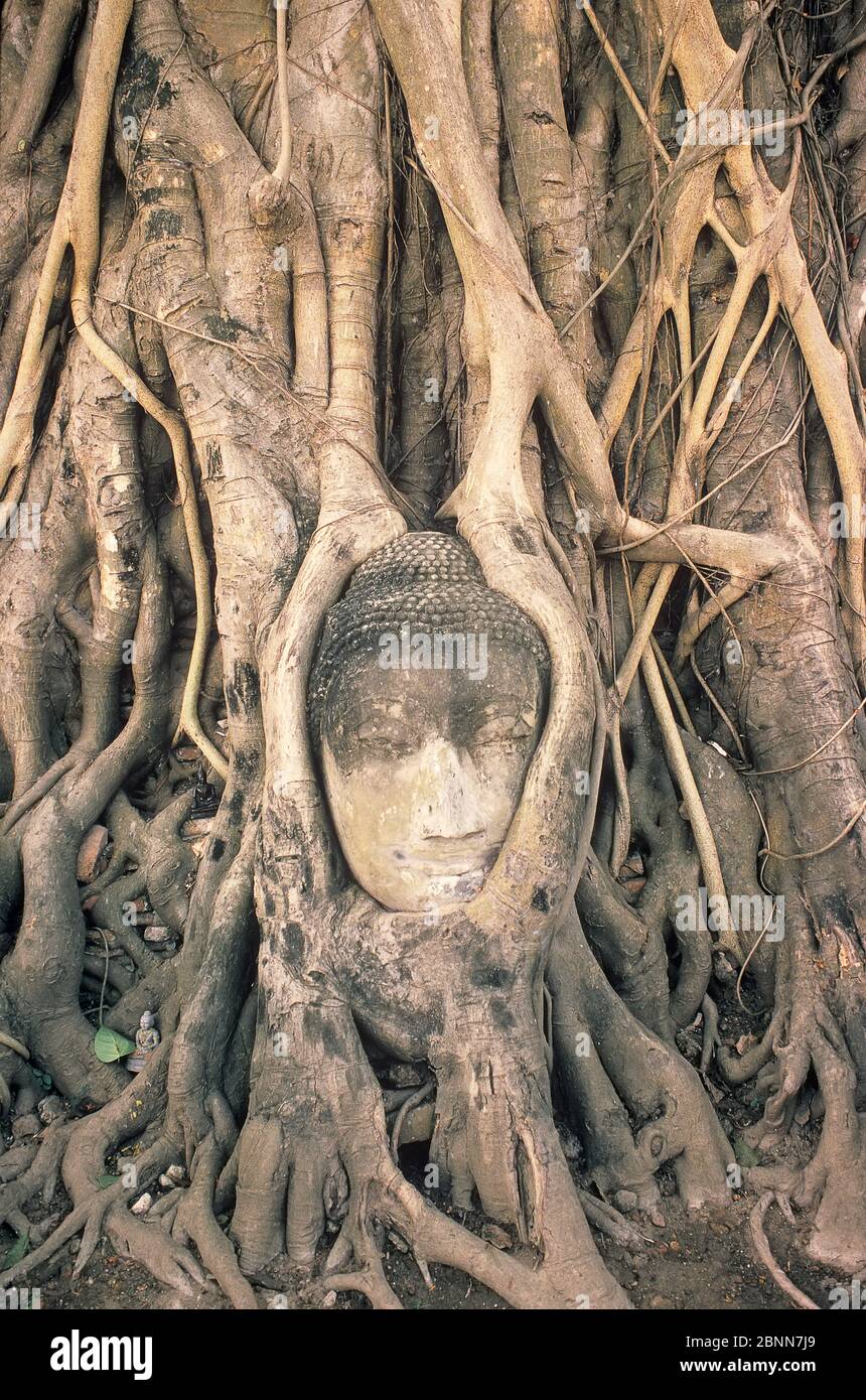 Testa di Buddha di pietra intrecciata nelle radici di fico, Wat Phra Mahathat, Ayuthaya, Thailandia, Asia Foto Stock