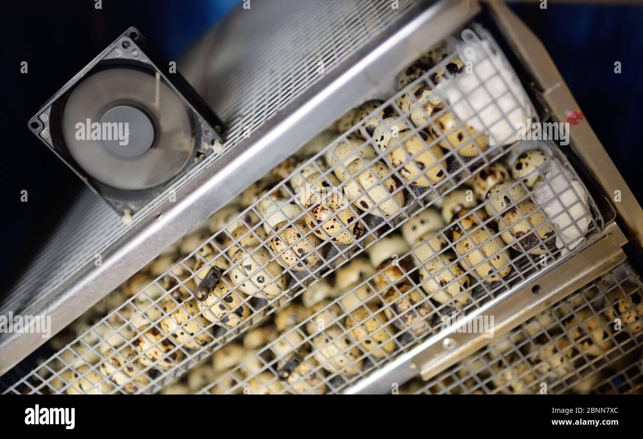 Molte uova di quaglia da vicino in un incubatore speciale a scatola. Foto Stock
