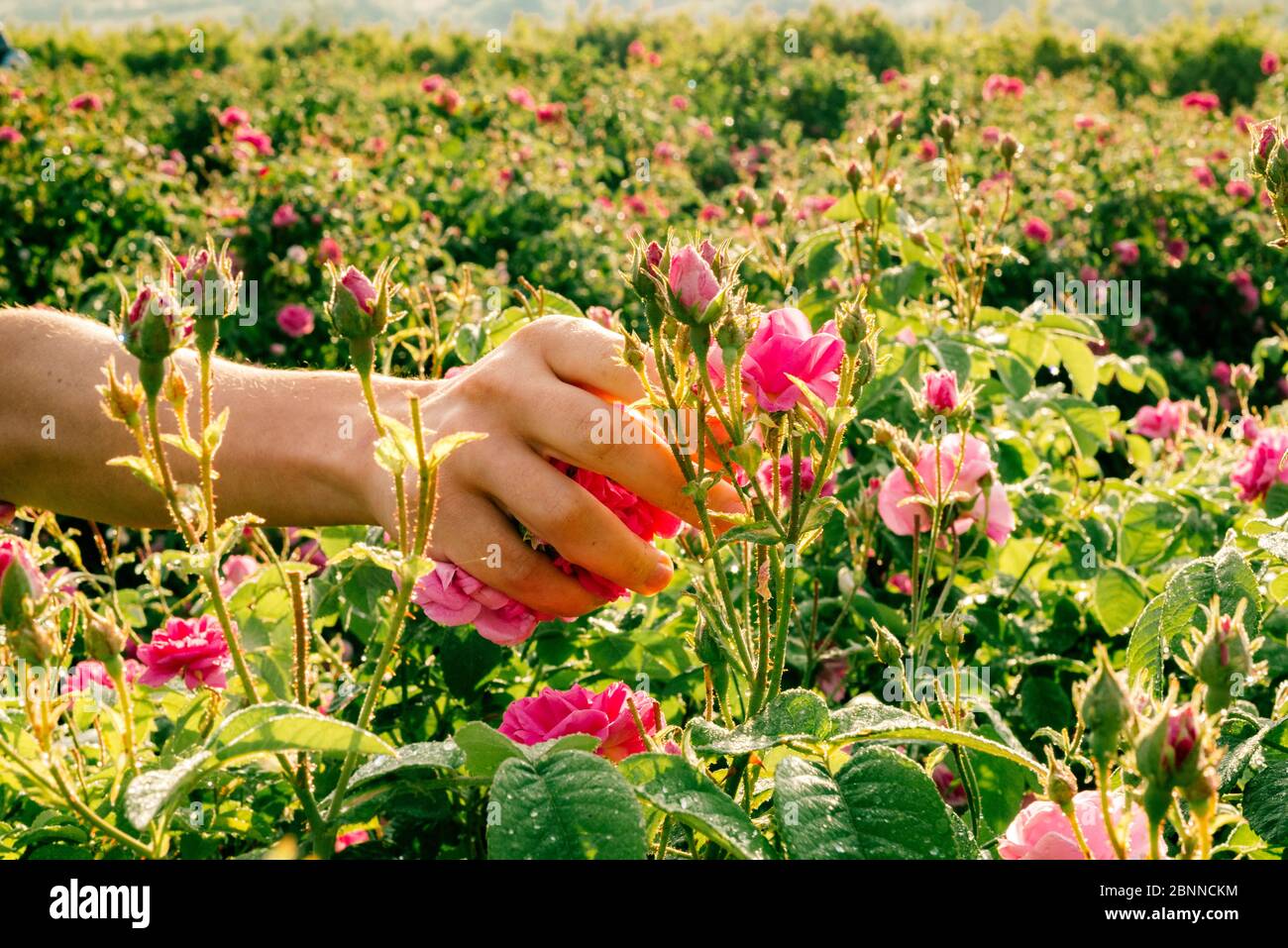Mano del lavoratore rurale raccogliere fiori profumati di rose rosa per profumeria. Foto Stock