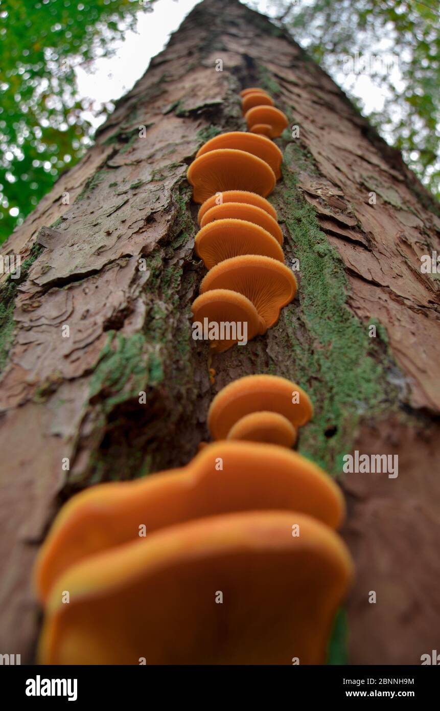 Una colonia di funghi di legno orecchio. Foto Stock