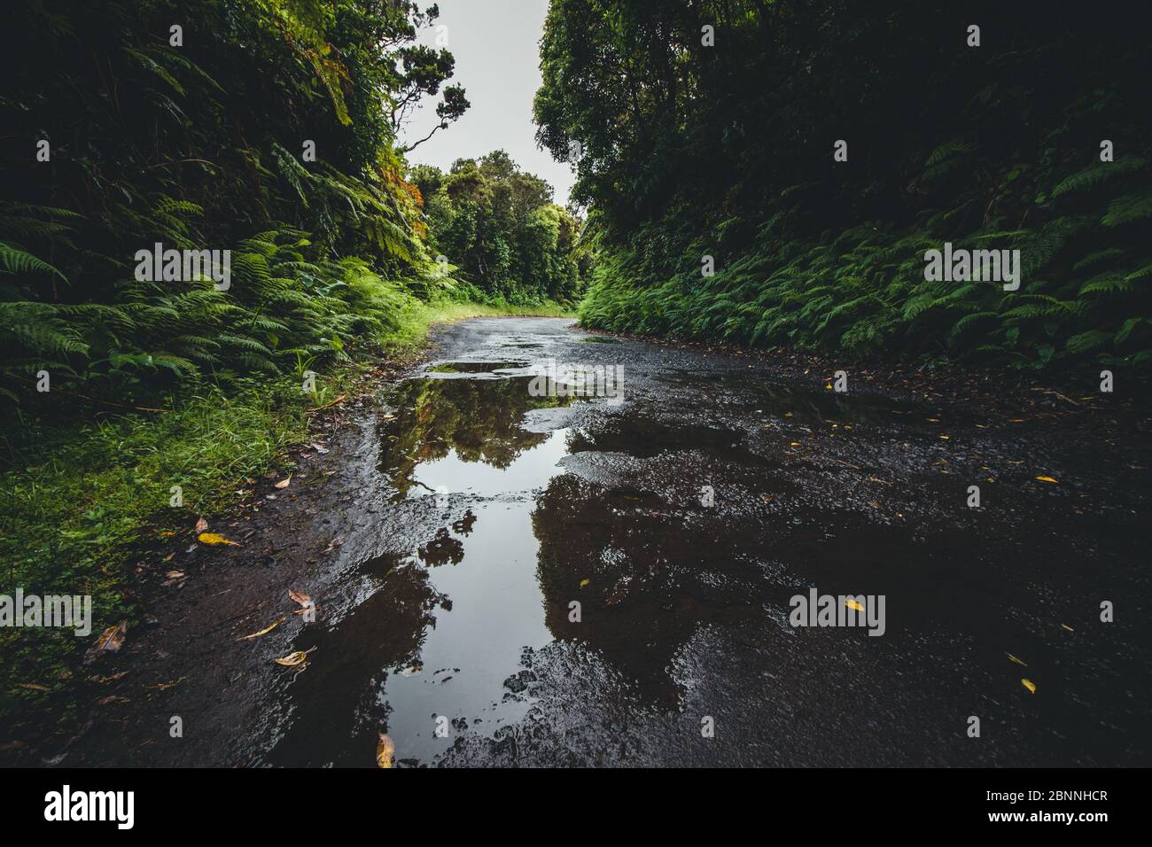 Azzorre, faial, natura, sentiero, pozzanghere d'acqua Foto Stock