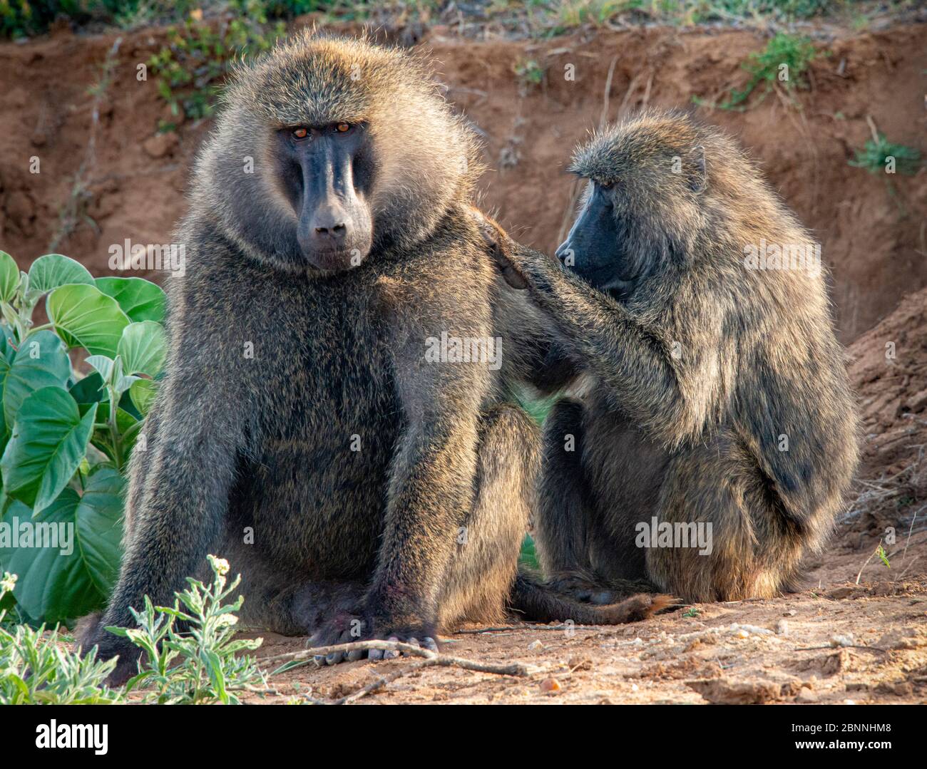 Baboons maschili e femminili con cura femminile per il maschio Foto Stock