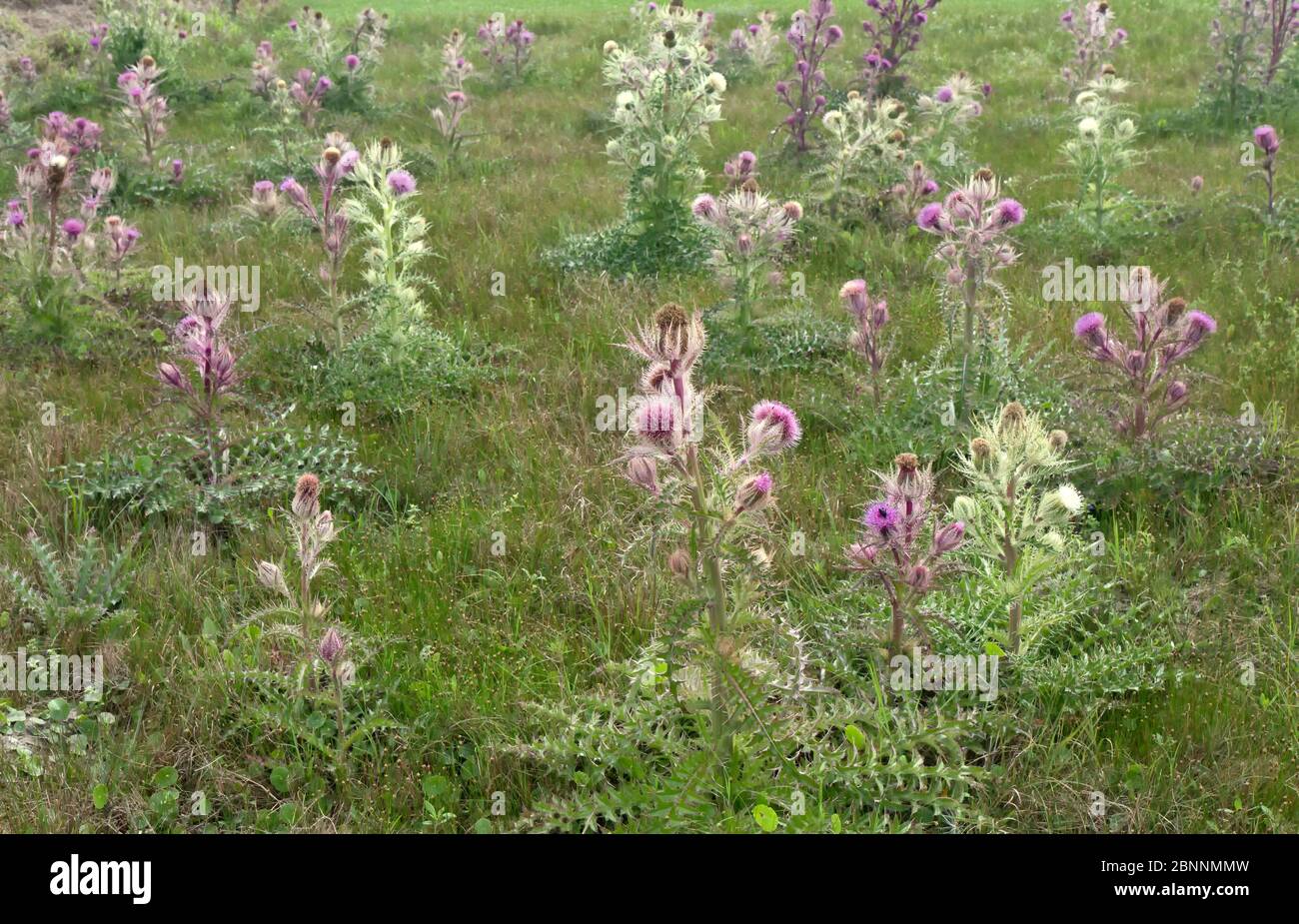 Tistle colorate (o tistle giallo) 'Cirsium horridulum Michx', che cresce in campo di pascolo. Foto Stock