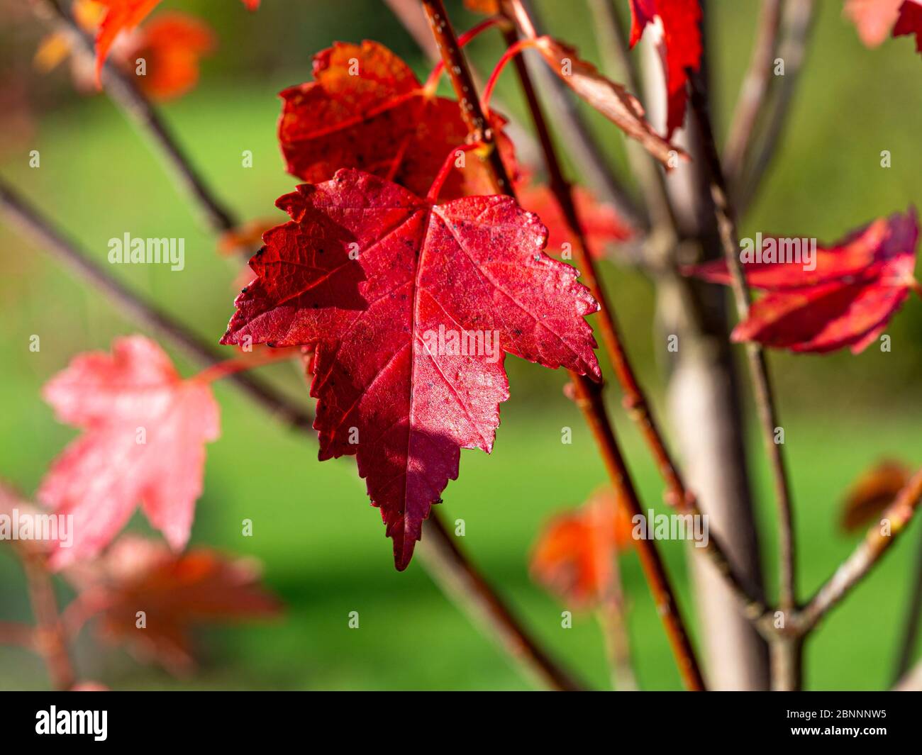 Primo piano di una bella foglia di acero rosso su un ramo di albero in autunno mostrando la consistenza della superficie Foto Stock